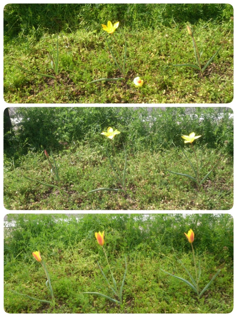 2014-04-04-13-03-54_deco.jpg image